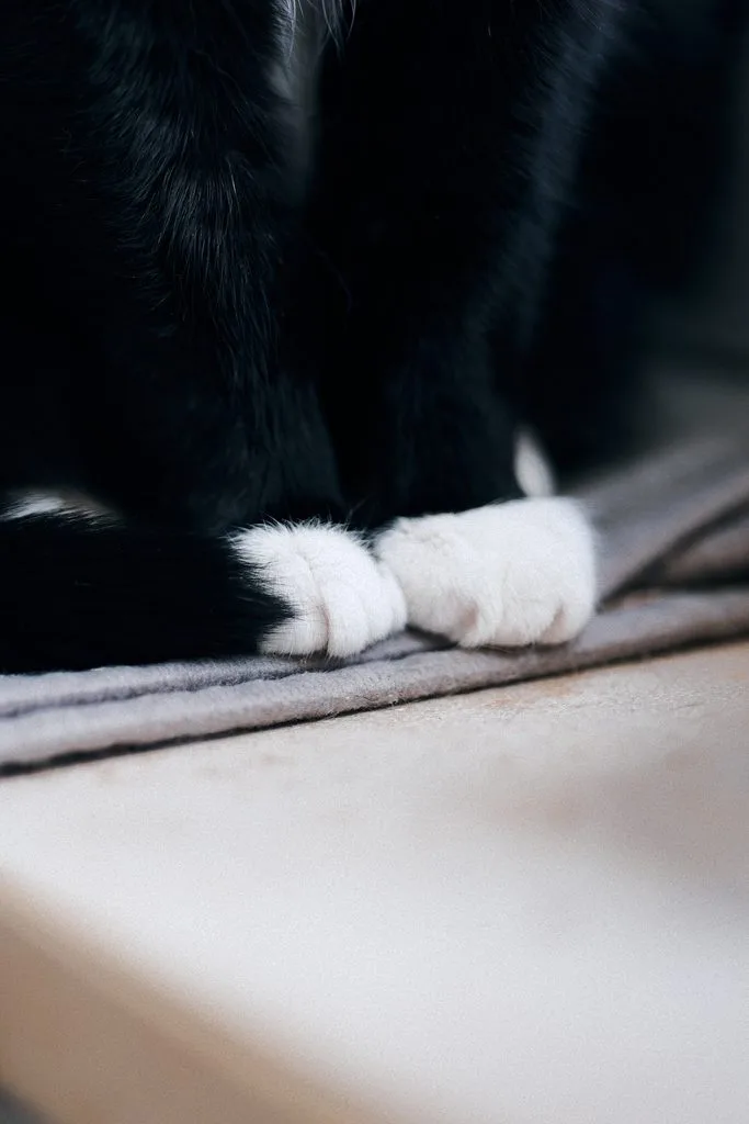 Schwarz-weiße Katzenpfoten auf einer Decke