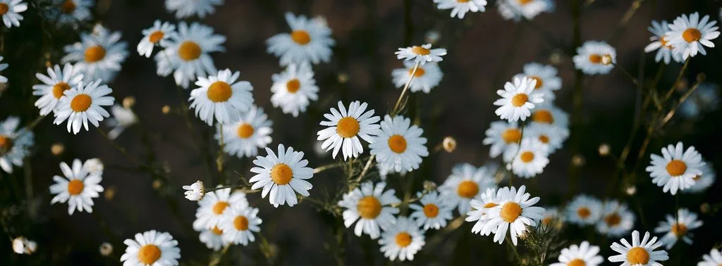 Weiße Kamillenblüten auf einer Wiese