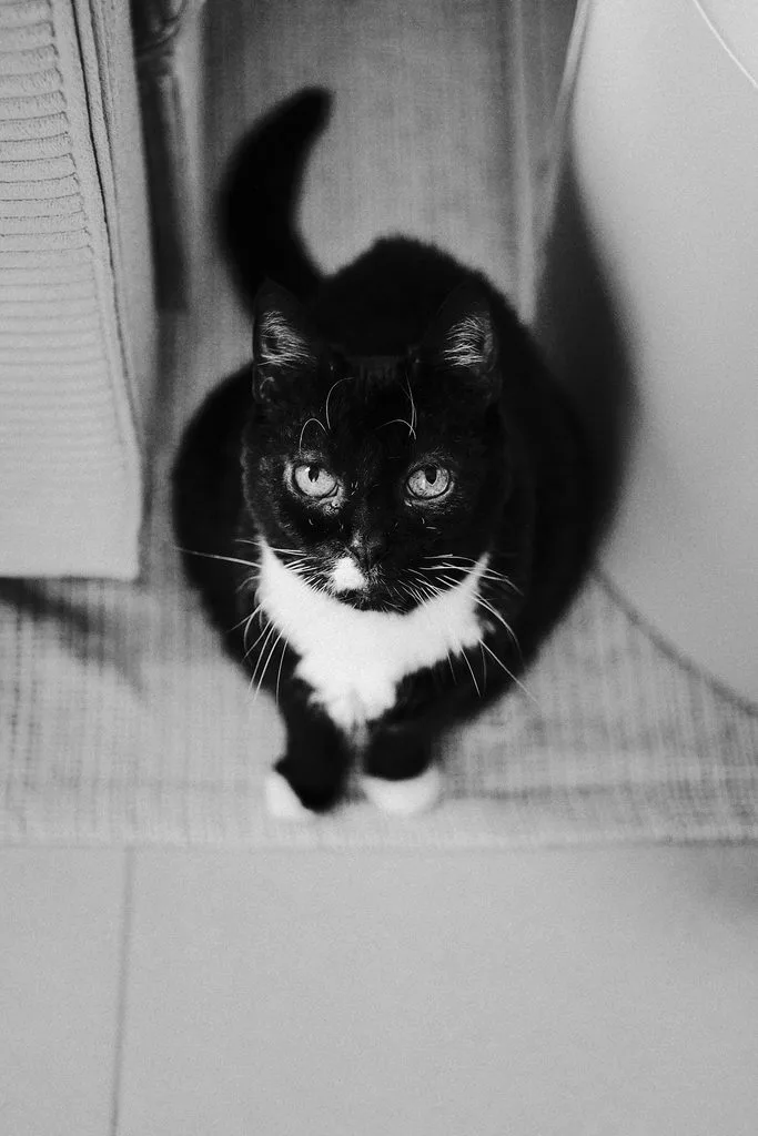 Schwarze Katze mit weißer Brust sitzt auf einem Teppich und blickt nach oben, Schwarz-Weiß